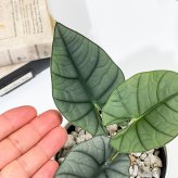 PLANCHU 観葉植物 アロカシア エレーン 4号鉢 受け皿付き 育て方説明書付き Alocasia nebula ‘Elaine’ アロイド