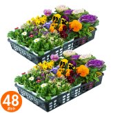 花苗 セット 送料無料 秋 お花おまかせ48ポット ガーデニングに最適です。沖縄・離島を除く