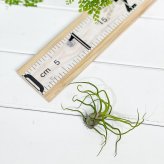 PLANCHU エアプランツ ティランジア ブルボーサ Mサイズ 1株 W7×H10cm前後 育て方説明書付き Tillandsia bulbosa エアープランツ チランジア