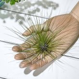 PLANCHU エアプランツ ティランジア フィリフォリア Lサイズ 1株 W25×H16cm前後 育て方説明書付き Tillandsia filifolia エアープランツ チランジア