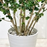 PLANCHU 観葉植物 フィカス ベンジャミン バロック 8号鉢 受け皿付き 育て方説明書付き PVP Ficus benjamina ‘Barok’ 幸運を呼ぶ木 ゴムノキ