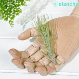 PLANCHU メール便発送 エアプランツ ティランジア フンキアナ Mサイズ 1株 W3×H12cm前後 育て方説明書付き Tillandsia funckiana エアープランツ チランジア