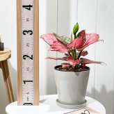 PLANCHU 観葉植物 アグラオネマ ビューティー 5号鉢 受け皿付き 育て方説明書付き Aglaonema ‘Beauty’ 幸せを招くタイの宝石 アロイド