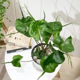 PLANCHU 観葉植物 アロカシア スティングレイ 5号鉢 受け皿付き 育て方説明書付き Alocasia macrorrhizos ‘Stingray’ アロイド