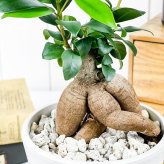 PLANCHU 観葉植物 ガジュマル 4号樹脂鉢 ホワイト サスティー付き 受け皿付き 育て方説明書付き Ficus microcarpa フィカス ミクロカルパ 精霊の宿る木