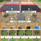 【肥料プレゼント中】 クラピア K3（ピンク）紫品種  9cmポット苗  40株セット 完全植栽マニュアル付き  ピンク色 桃色 イワダレソウ改良種 グランドカバー プランツ 植物 ピンクの花 庭 屋上 緑化 耐寒性 多年草 地被植物 ほふく性 下草 背が低い 宿根草