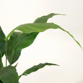観葉植物 造花 スパティフィラム BROWN 全高約120cm 大型 フェイクグリーン 本物そっくり おしゃれ インテリア 人工観葉植物 アーティフィシャルグリーン オフィス 店舗 ホテル 開店祝い 室内 スパティフィルム フェイク