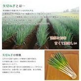 【12月中旬～順次出荷】産地直送 矢切ねぎ (約3.5kg)千葉県松戸市の特産品 葱 長葱 長ネギ 白ねぎ 根深ねぎ 長ねぎ 青ねぎ 葉ねぎ 万能ねぎ 九条ねぎ 下仁田ねぎ あさつき わけぎ リーキ ネギ