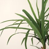 観葉植物 造花 ユッカ BROWN 全高約160cm 大型 フェイクグリーン 本物そっくり おしゃれ インテリア 人工観葉植物 アーティフィシャルグリーン オフィス 店舗 ホテル 開店祝い 室内 青年の木 エレファンティペス フェイク