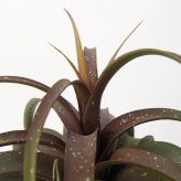観葉植物 造花 チランジア ミックス BROWN 全高約81cm 中型 フェイクグリーン 本物そっくり おしゃれ インテリア 人工観葉植物 アーティフィシャルグリーン オフィス 店舗 ホテル 開店祝い 室内 エアプランツ フェイク