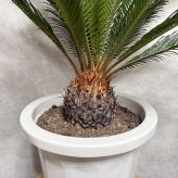 現品 観葉植物 ソテツ 蘇鉄 高さ80cm 10号鉢苗 大型種類 大きい 鉢植え 和風 和室 南国 おしゃれな室内インテリア 日陰 風水 玄関 リビング 初心者におすすめ 簡単で育てやすい 耐陰性 部屋 屋外 かわいい ベランダ プレゼント ギフト 開店祝い 結婚祝い 窓際 テレビ横 モダン 贈答