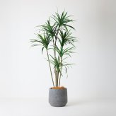 観葉植物 造花 ユッカ BROWN 全高約210cm 大型 フェイクグリーン 高級 本物そっくり リアル おしゃれ スタイリッシュ インテリア 人工観葉植物 アーティフィシャルグリーン モダン オフィス 店舗 ホテル 開店祝い 室内 リビング 玄関 風水 青年の木