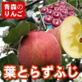 【11月中旬頃発送】一華ベジフル 送料無料 葉とらず サンふじ 家庭用 3C箱(3kg箱:約7～10個入) りんご 青森県産 蜜入りリンゴ 蜜入りりんご 訳あり 葉取らず 林檎 送料無料 ギフト 御歳暮 お歳暮 ギフト お試し フルーツ 果物 クリスマス お正月 2026