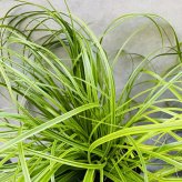 カレックス 5品種セット 寄せ植え用 15cmポット苗 株 下草 常緑 多年草 グランドカバー カラーリーフ 庭 花壇 鉢植え 高耐寒性