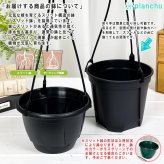 PLANCHU 観葉植物 ホヤ プビフェラ 4号吊り鉢 育て方説明書付き Hoya pubifera サクララン 桜蘭