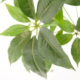 観葉植物 造花 ツピタンサス BROWN 全高約150cm 大型 フェイクグリーン 本物そっくり おしゃれ インテリア 人工観葉植物 アーティフィシャルグリーン オフィス 店舗 ホテル 開店祝い 室内 シェフレラ フェイク ツピダンサス