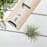 PLANCHU エアプランツ ティランジア イオナンタ Mサイズ 1株 W5×H5cm前後 育て方説明書付き Tillandsia ionantha エアープランツ チランジア