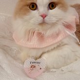 【toutouPINK】うちの子グッズ・ペットのお写真で作るハートキーホルダー | お誕生日 母の日 父の日 敬老の日 還暦祝い クリスマスプレゼント