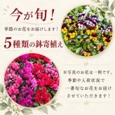 季節の寄植え 鉢 ガーデニング クリスマス ポインセチア シクラメン 花 鉢植え ギフト 秋 おしゃれ 誕生日 プレゼント 母 祖母 女性 お花 お誕生日 結婚祝い 新築祝い 友人 結婚記念日 妻 両親 開店祝い 開業祝い 退職祝い
