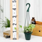 PLANCHU 観葉植物 ポトス エンジョイ 4号吊り鉢 育て方説明書付き PVP Epipremnum aureum ‘N'Joy’ エピプレムナム アロイド