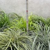 カレックス 5品種セット 寄せ植え用 15cmポット苗 株 下草 常緑 多年草 グランドカバー カラーリーフ 庭 花壇 鉢植え 高耐寒性