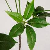 観葉植物 造花 ツピタンサス BROWN 全高約150cm 大型 フェイクグリーン 本物そっくり おしゃれ インテリア 人工観葉植物 アーティフィシャルグリーン オフィス 店舗 ホテル 開店祝い 室内 シェフレラ フェイク ツピダンサス