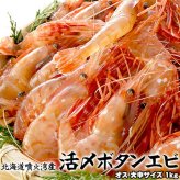 ボタンエビ 活 〆 オス 大中サイズ 1kg 秋 北海道 噴火湾産 送料無料※沖縄は送料別途加算
