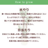 ユッカ 7号 丸プラ 高さ約85cm 観葉植物 青年の木