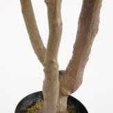 観葉植物 造花 ツピタンサス BROWN 全高約210cm 大型 3本立ち フェイクグリーン 高級 本物そっくり リアル おしゃれ インテリア 人工観葉植物 アーティフィシャルグリーン オフィス 店舗 ホテル 開店祝い 室内 リビング 玄関 風水 ツピダンサス