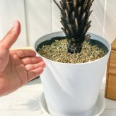 PLANCHU 観葉植物 ブレクナム シルバーレディ 木立タイプ 6号鉢 受け皿付き 育て方説明書付き Blechnum gibbum ‘Silver Lady’ シダ植物