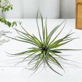PLANCHU エアプランツ ティランジア ストリクタ マゼンタ 1株 W15×H11cm前後 育て方説明書付き Tillandsia stricta ‘Magenta’ エアープランツ チランジア