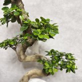 現品 ガジュマル 観葉植物 曲がり 8号鉢苗 大型 盆栽 登り樹 昇り竜 室内 珍しい 希少種 多幸の木 幸福をもたらす精霊が住むガジュマルの木 おしゃれなインテリア 結婚祝い 新築祝い 開店祝い 開業祝い 誕生日 母の日 父の日 記念日 プレゼントギフト 肥料別売り 敬老の日