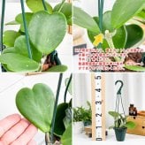 PLANCHU 観葉植物 ホヤ カーリー 4号吊り鉢 育て方説明書付き Hoya kerrii ハートホヤ サクララン 桜蘭