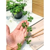 PLANCHU 観葉植物 パルテノシッサス シュガーバイン 3.5号鉢 3鉢セット 受け皿付き 育て方説明書付き Parthenocissus ‘Sugar Vine’