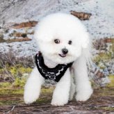 PUPPIA パピア ハーネス 秋冬 フリース ワイルドハーネス プレゼント ギフト 誕生日 S M L XL 小型犬 中型犬 チワワ トイプードル 柴犬 散歩 暖かい 防寒 ベスト型 着せやすい