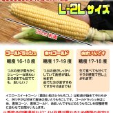 イエロースイートコーン 北海道 とうもろこし 8本入 送料無料 ※沖縄は送料別途加算