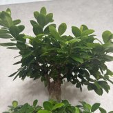ガジュマル 観葉植物 八の字 8号鉢苗 大型 盆栽 末広がりの8の字 室内 珍しい 希少種 多幸の木 幸福をもたらす精霊が住むガジュマルの木 おしゃれなインテリア 結婚祝い 新築祝い 開店祝い 開業祝い 誕生日 母の日 父の日 記念日 プレゼントギフト 肥料別売り 敬老の日