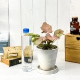 PLANCHU 観葉植物 シンゴニウム ネオン 4号樹脂鉢 ホワイト サスティー付き 受け皿付き 育て方説明書付き Syngonium podophyllum ‘Neon’ アロイド
