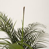 観葉植物 造花 アレカヤシ BROWN 全高約70cm 卓上・小型 フェイクグリーン 本物そっくり おしゃれ インテリア 人工観葉植物 アーティフィシャルグリーン オフィス 店舗 ホテル 開店祝い 室内 ミニ アレカパーム ヤシの木 フェイク