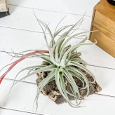 PLANCHU エアプランツ ティランジア レクルビフォリア サブセクンディフォリア Lサイズ 1株 W12×H10cm前後 育て方説明書付き Tillandsia recurvifolia エアープランツ チランジア