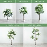 【高さ200cm】光触媒人工観葉植物 ユーカリ 幅70cm×奥行60cm×高さ200cm オフィス 天然木 ポリエステル 組立品 お部屋に気軽に飾れて空間を美しく彩るフェイクグリーン 本物の植物のようなリアルな質感とインテリアに馴染む風合いが魅力です