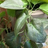 観葉植物 造花 ポトス BROWN 全高約80cm フェイクグリーン 高級 本物そっくり リアル おしゃれ 卓上 インテリア 人工観葉植物 アーティフィシャルグリーン 垂れ下がる つる オフィス 店舗 開店祝い 室内 リビング 玄関 トイレ 風水 フェイク
