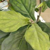 観葉植物 造花 カシワバゴム BROWN 全高約183cm 大型 フェイクグリーン 高級 本物そっくり リアル おしゃれ インテリア 人工観葉植物 アーティフィシャルグリーン モダン オフィス 店舗 ホテル 開店祝い 室内 リビング 玄関 風水 カシワバゴムノキ