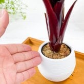 PLANCHU 観葉植物 エクメア フォスターズフェイバリット 3号丸鉢 受け皿付き 育て方説明書付き Aechmea ‘Foster's Favorite’ ブロメリア