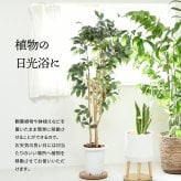 ラウンド プランターベース ONPT0106 W300×D300×H37mm キャスター付きプランター台 プランターバスケット プランターボックス プランタートレー 植木鉢 鉢 プランター置き 室内 リビング 事務所 オフィス 水やり キャスター付きトレー