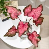 PLANCHU 観葉植物 カラジウム バイカラーフラミンゴ 4号鉢 受け皿付き 育て方説明書付き Caladium ‘Bicolor Flamingo’ カラディウム カラジューム アロイド