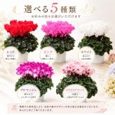 シクラメン 6号 鉢植え 送料無料 最高級シクラメン ビクトリア鉢花 6号 お歳暮 花 ギフト 誕生日 プレゼント 鉢植え 花鉢 フラワー 生花 クリスマス 自宅用 メッセージ 6寸 季節の花 季節の花鉢 おしゃれ 贈り物 花ギフト 誕生日プレゼント 北海道配送可