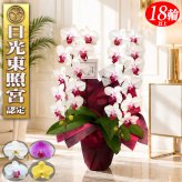胡蝶蘭 2本立ち ミディ 18輪以上 白 母の日 ギフト プレゼント 蘭 花 送料無料 父の日 開店 開店祝い 開店御祝 出店 新店 就任 祝い お祝い 御祝 祝 周年 移転祝い 開業祝い 開院祝い 新築祝い 昇進 退職 誕生日 フラワー 贈り物 飲食店 新盆 初盆 お盆 御霊前 御仏前 御供 お供え 生花 鉢花 らん 新装開店 移転
