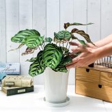 PLANCHU 観葉植物 カラテア マコヤナ 6号鉢 受け皿付き 育て方説明書付き Calathea makoyana 五色矢羽根芭蕉 ゴシキヤバネバショウ