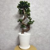 現品 ガジュマル 観葉植物 曲がり 8号鉢苗 大型 盆栽 登り樹 昇り竜 室内 珍しい 希少種 多幸の木 幸福をもたらす精霊が住むガジュマルの木 おしゃれなインテリア 結婚祝い 新築祝い 開店祝い 開業祝い 誕生日 母の日 父の日 記念日 プレゼントギフト 肥料別売り 敬老の日